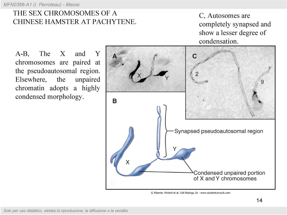 Elsewhere, the unpaired chromatin adopts a highly condensed