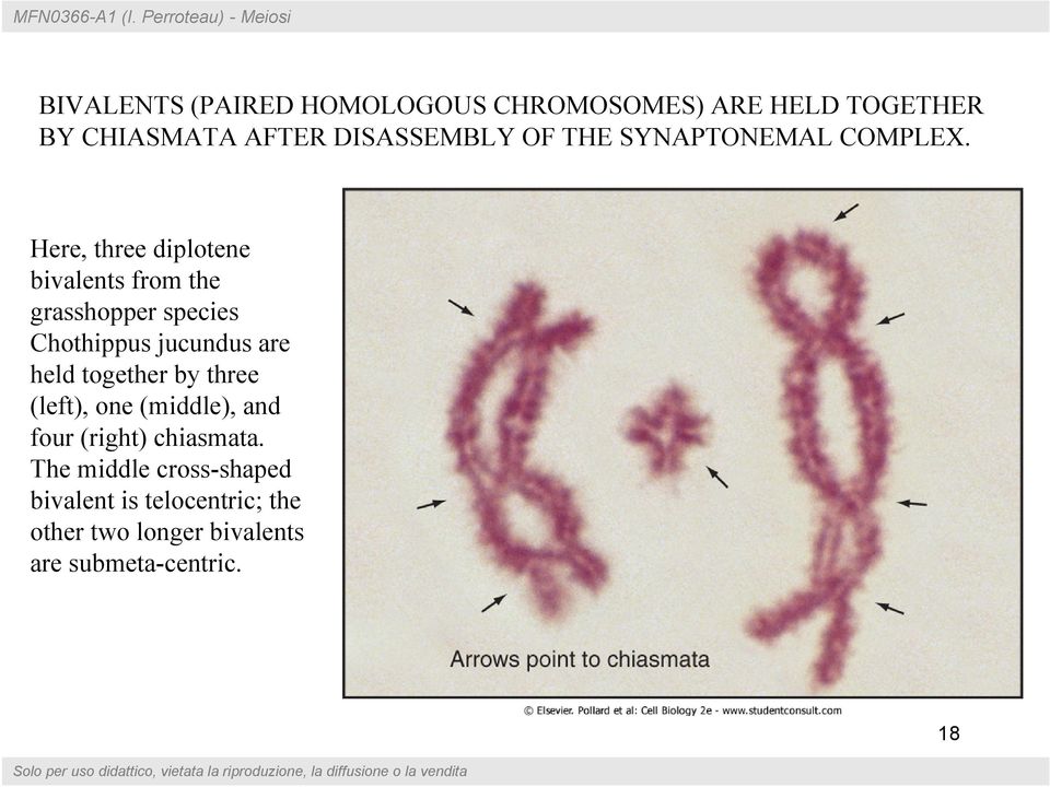 Here, three diplotene bivalents from the grasshopper species Chothippus jucundus are held