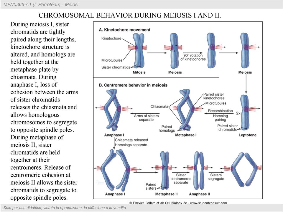 metaphase plate by chiasmata.