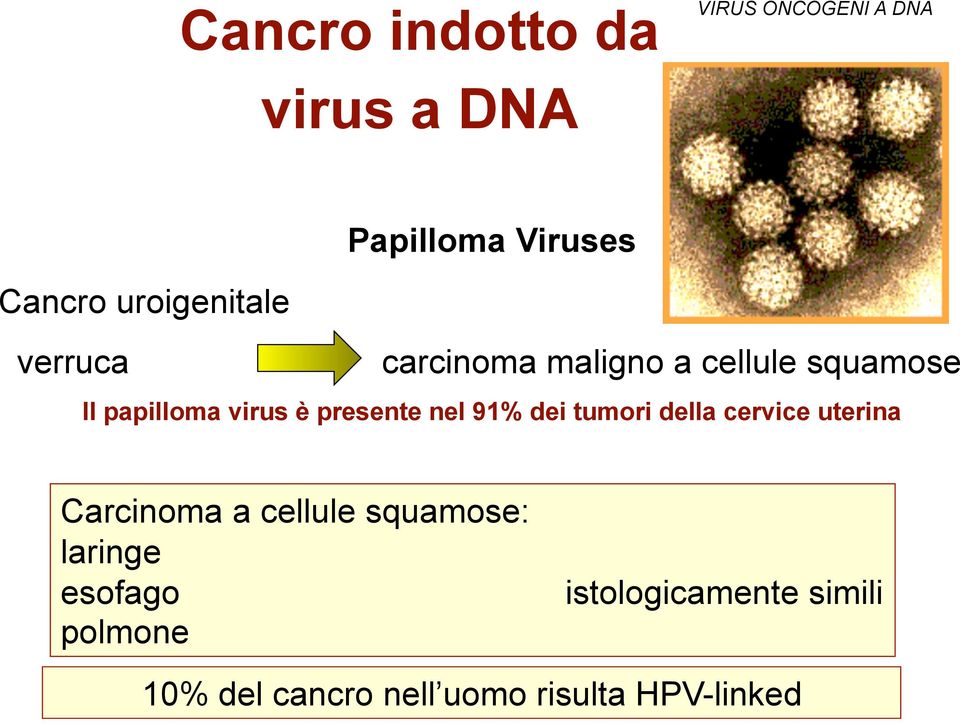 presente nel 91% dei tumori della cervice uterina Carcinoma a cellule squamose: