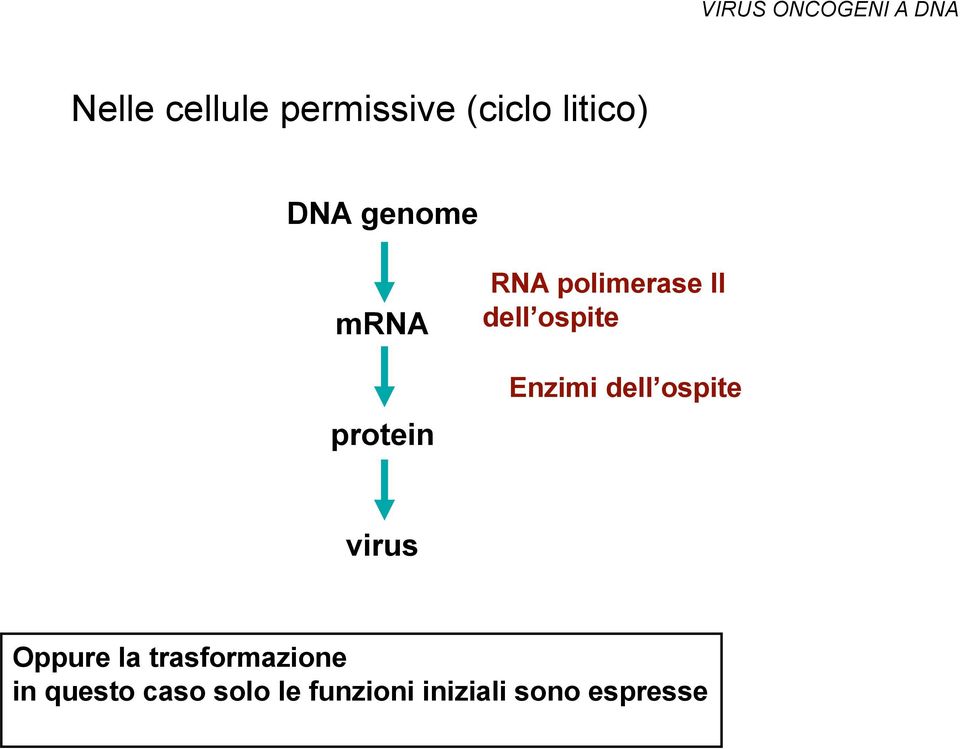 ospite Enzimi dell ospite virus Oppure la