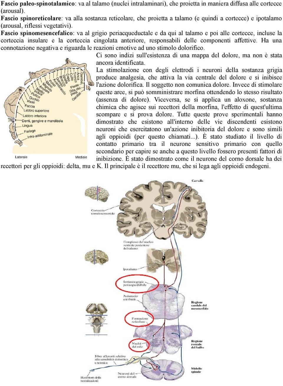 Fascio spinomesencefalico: va al grigio periacqueductale e da qui al talamo e poi alle cortecce, incluse la corteccia insulare e la corteccia cingolata anteriore, responsabili delle componenti