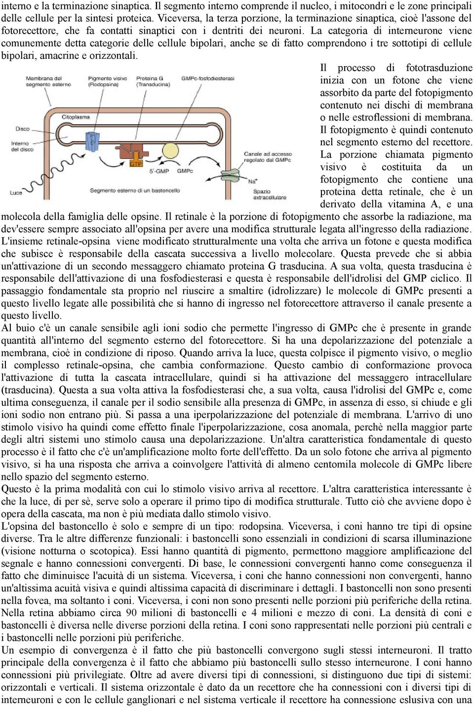 La categoria di interneurone viene comunemente detta categorie delle cellule bipolari, anche se di fatto comprendono i tre sottotipi di cellule bipolari, amacrine e orizzontali.