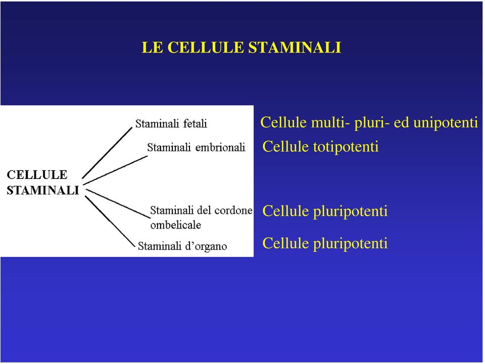 Cellule totipotenti Cellule