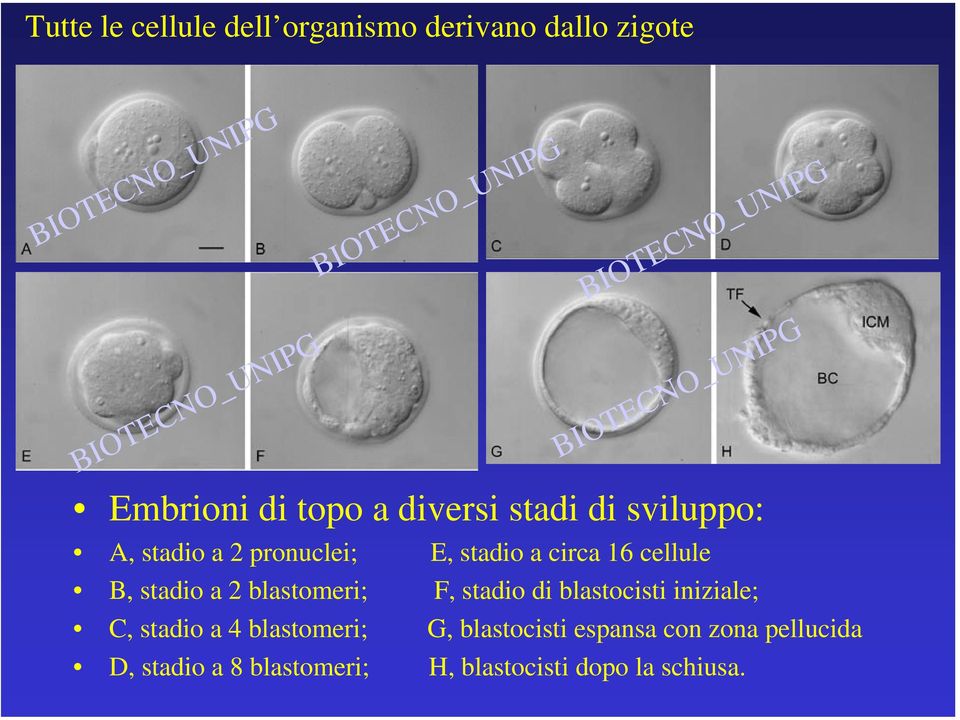 2 blastomeri; F, stadio di blastocisti iniziale; C, stadio a 4 blastomeri; G,