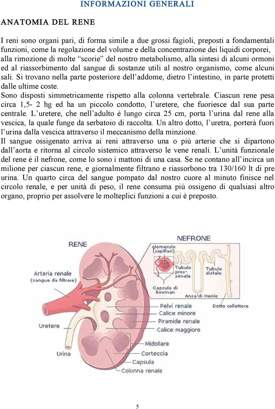 Si trovano nella parte posteriore dell addome, etro l intestino, in parte protetti dalle ultime coste. Sono sposti simmetricamente rispetto alla colonna vertebrale.