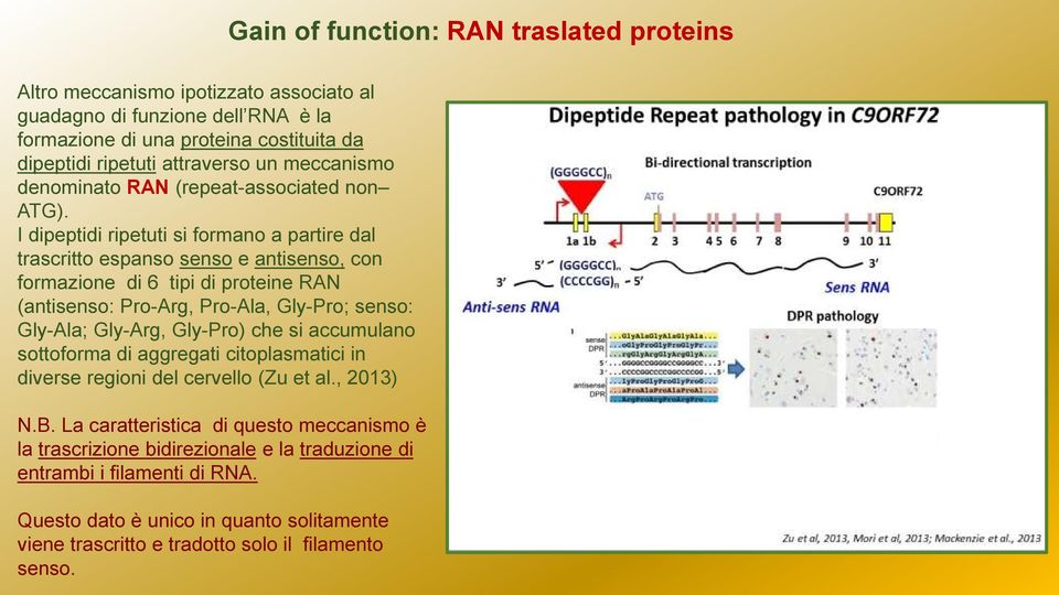 I dipeptidi ripetuti si formano a partire dal trascritto espanso senso e antisenso, con formazione di 6 tipi di proteine RAN (antisenso: Pro-Arg, Pro-Ala, Gly-Pro; senso: Gly-Ala; Gly-Arg,