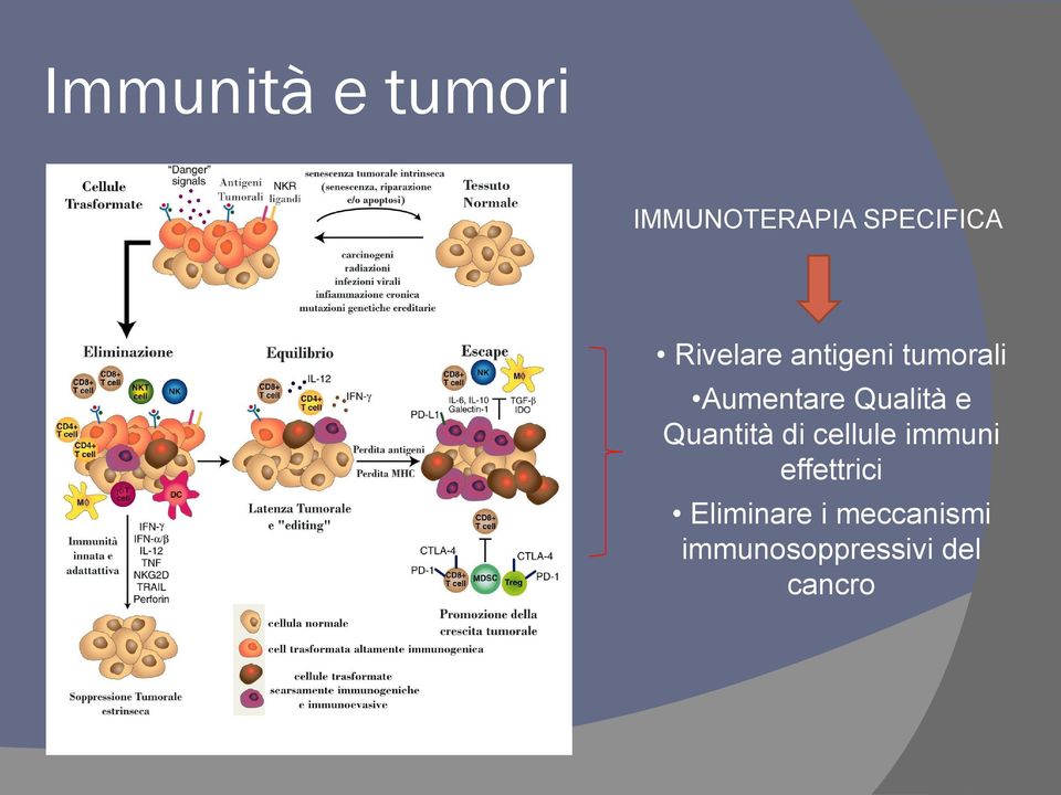 e Quantità di cellule immuni effettrici