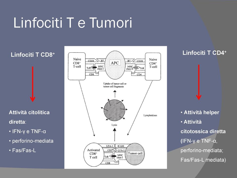 perforino-mediata Fas/Fas-L Attività helper Attività