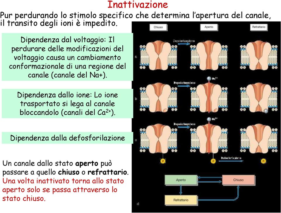 del Na+). Dipendenza dallo ione Dipendenza dallo ione: Lo ione trasportato si lega al canale bloccandolo (canali del Ca 2+ ).