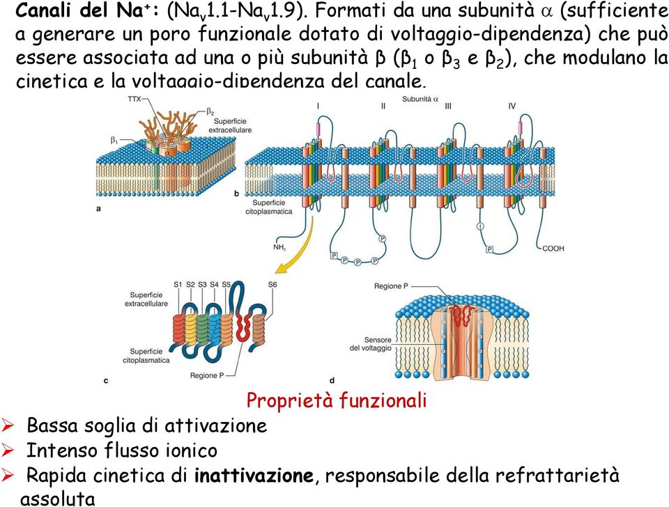 essere associata ad una o più subunità β (β 1 o β 3 e β 2 ), che modulano la cinetica e la