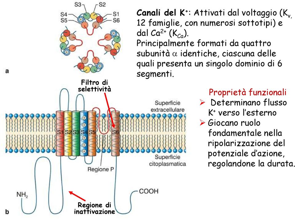 Principalmente formati da quattro subunità identiche, ciascuna delle quali presenta un singolo dominio di 6