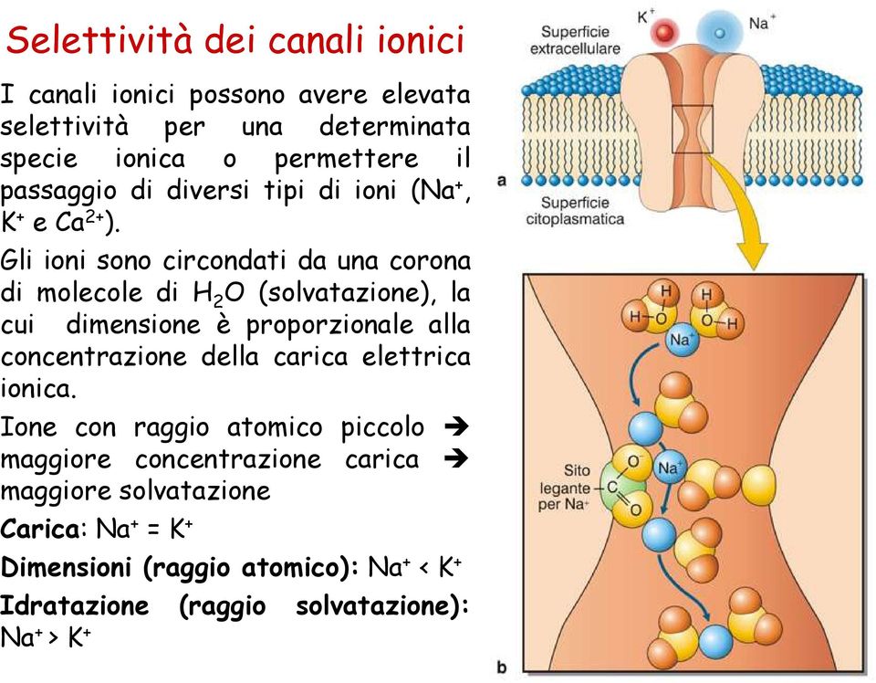 Gli ioni sono circondati da una corona di molecole di H 2 O (solvatazione), la cui dimensione è proporzionale alla concentrazione