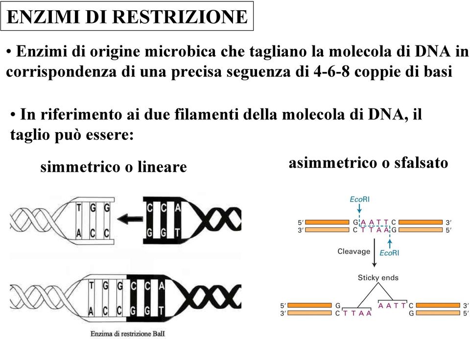 coppie di basi In riferimento ai due filamenti della molecola di