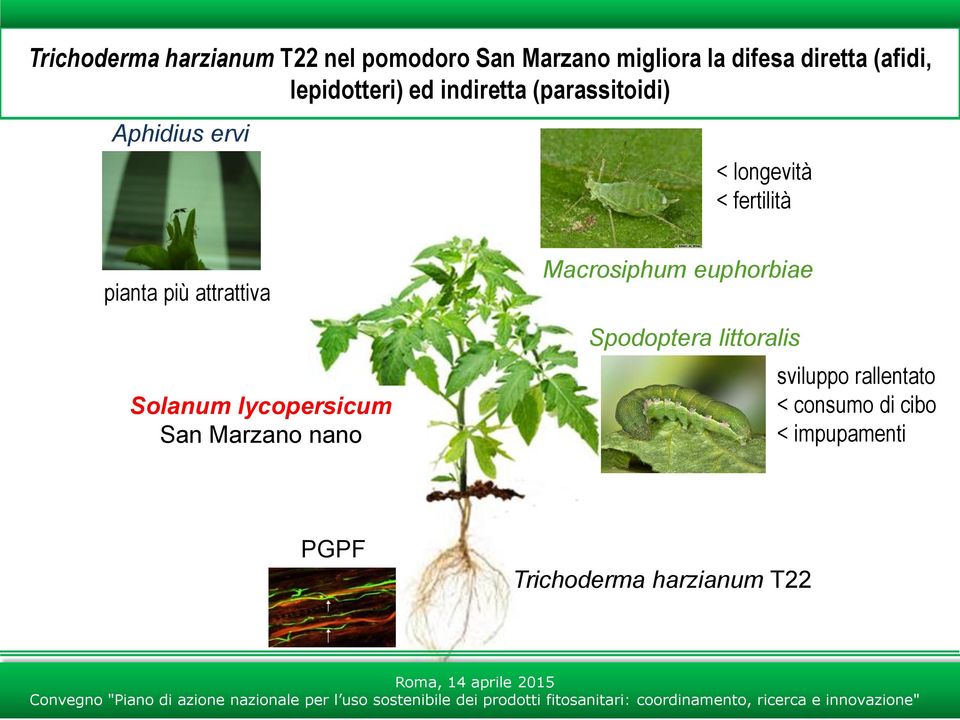 più attrattiva Solanum lycopersicum San Marzano nano Macrosiphum euphorbiae Spodoptera