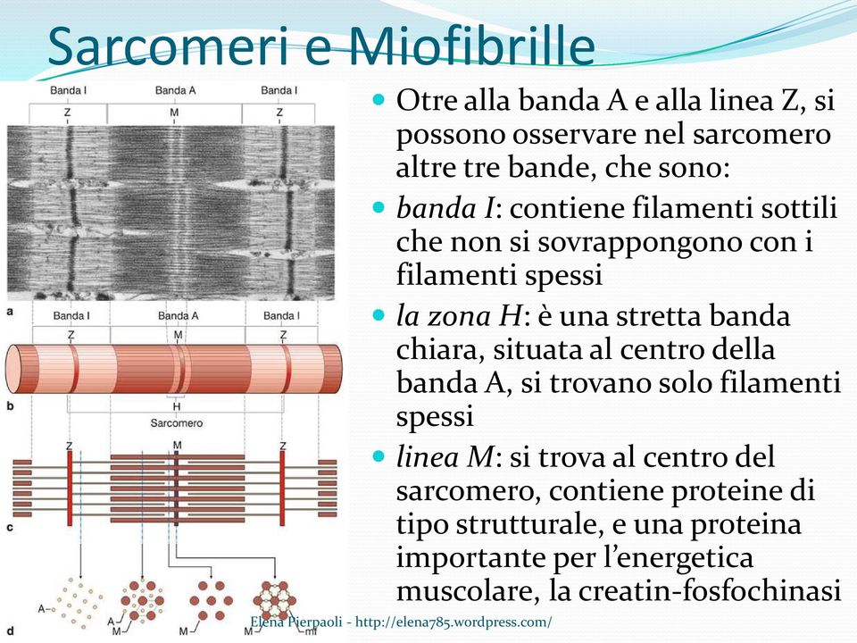 banda chiara, situata al centro della banda A, si trovano solo filamenti spessi linea M: si trova al centro del