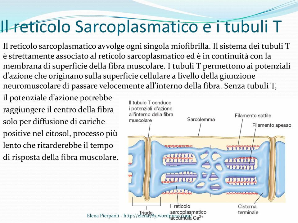 I tubuli T permettono ai potenziali d azione che originano sulla superficie cellulare a livello della giunzione neuromuscolare di passare velocemente all