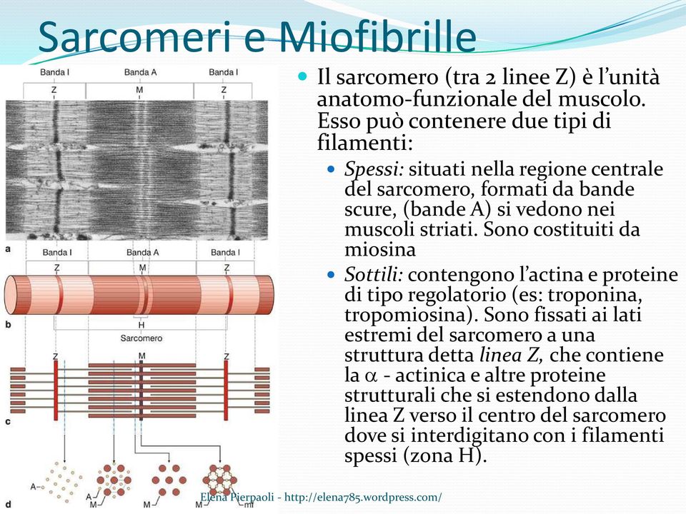 striati. Sono costituiti da miosina Sottili: contengono l actina e proteine di tipo regolatorio (es: troponina, tropomiosina).