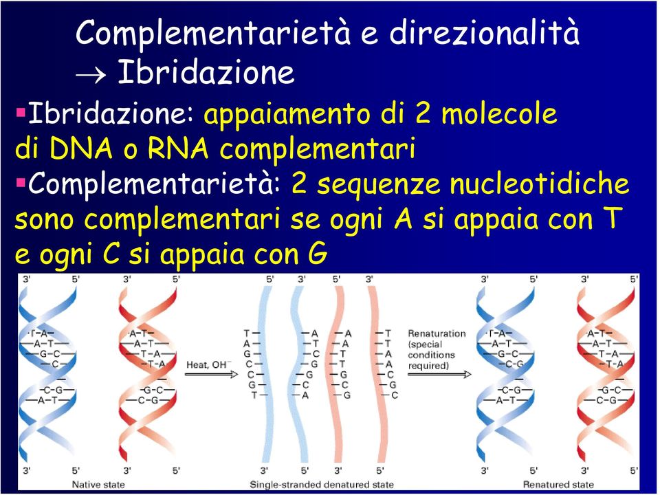 complementari Complementarietà: 2 sequenze