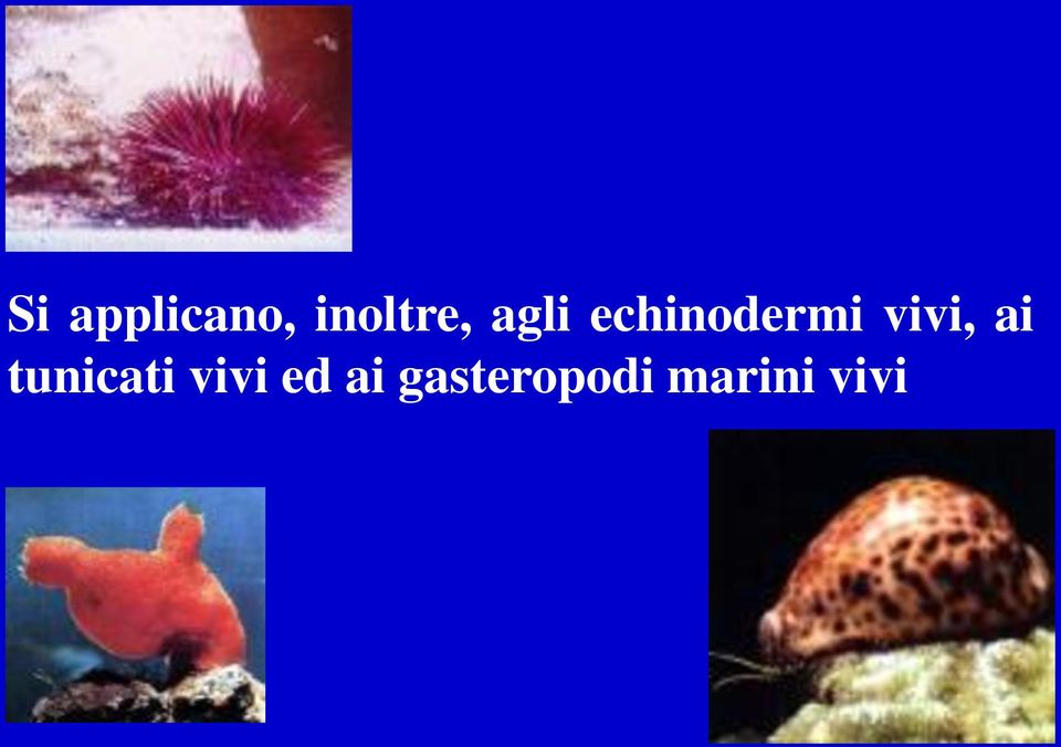 echinodermi vivi, ai