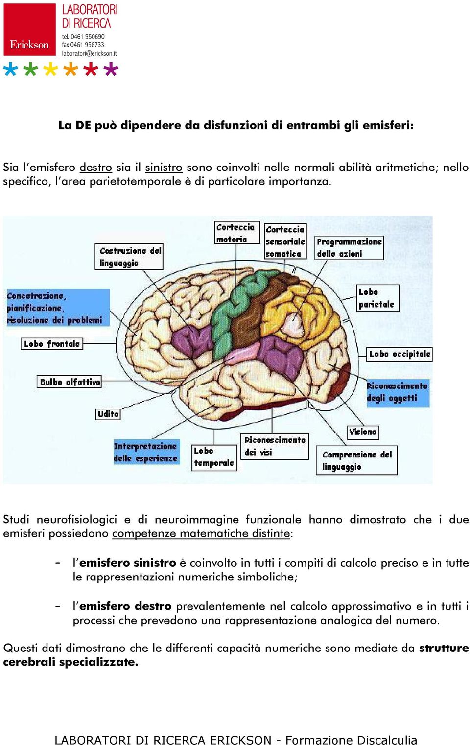 Studi neurofisiologici e di neuroimmagine funzionale hanno dimostrato che i due emisferi possiedono competenze matematiche distinte: l emisfero sinistro è coinvolto in tutti i