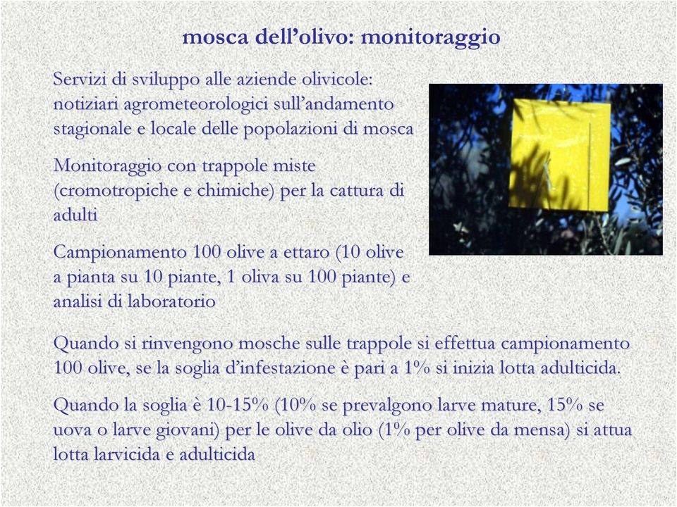 piante) e analisi di laboratorio Quando si rinvengono mosche sulle trappole si effettua campionamento 100 olive, se la soglia d infestazione d è pari a 1% si inizia lotta