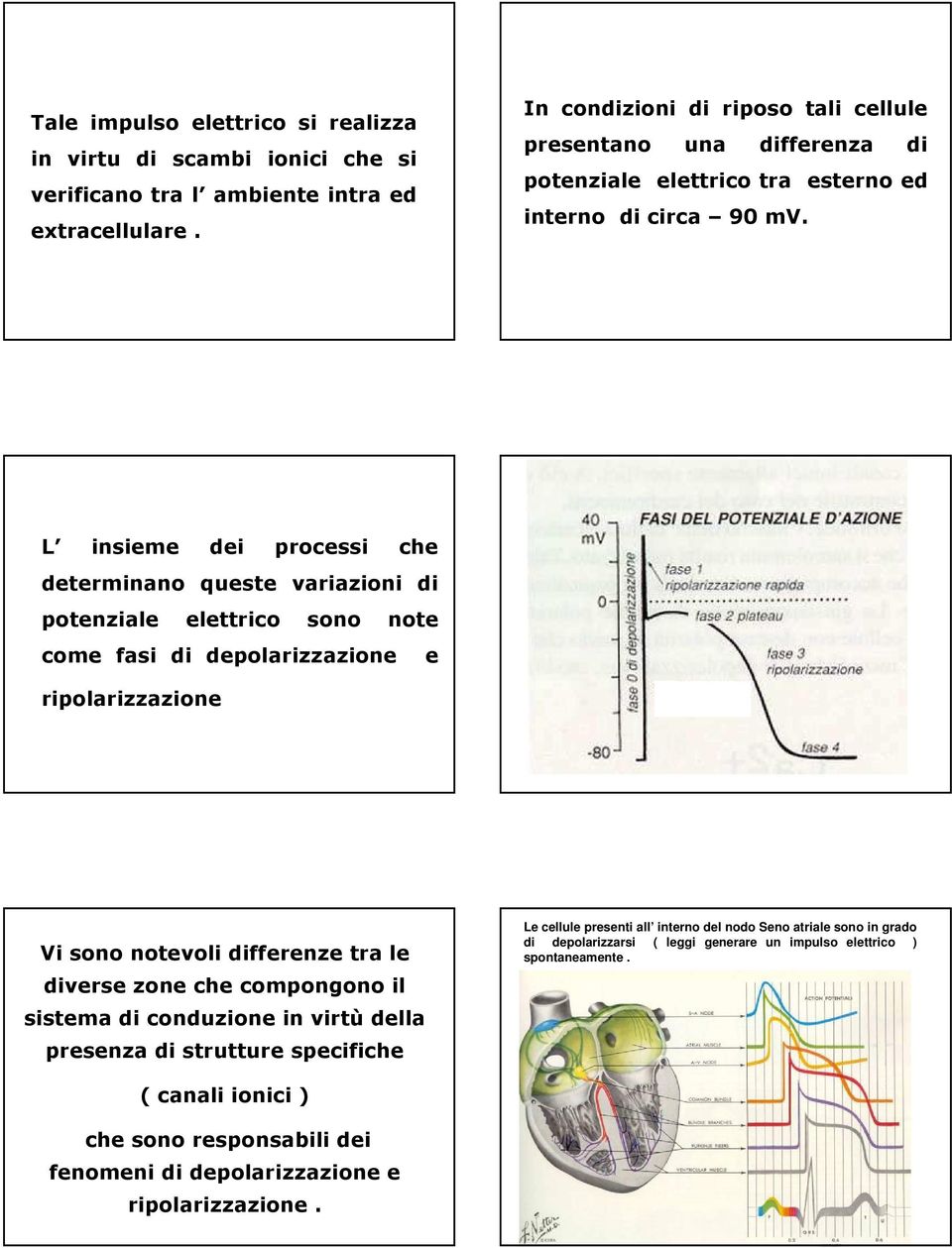 L insieme dei processi che determinano queste variazioni di potenziale elettrico sono note come fasi di depolarizzazione e ripolarizzazione Vi sono notevoli differenze tra le diverse zone