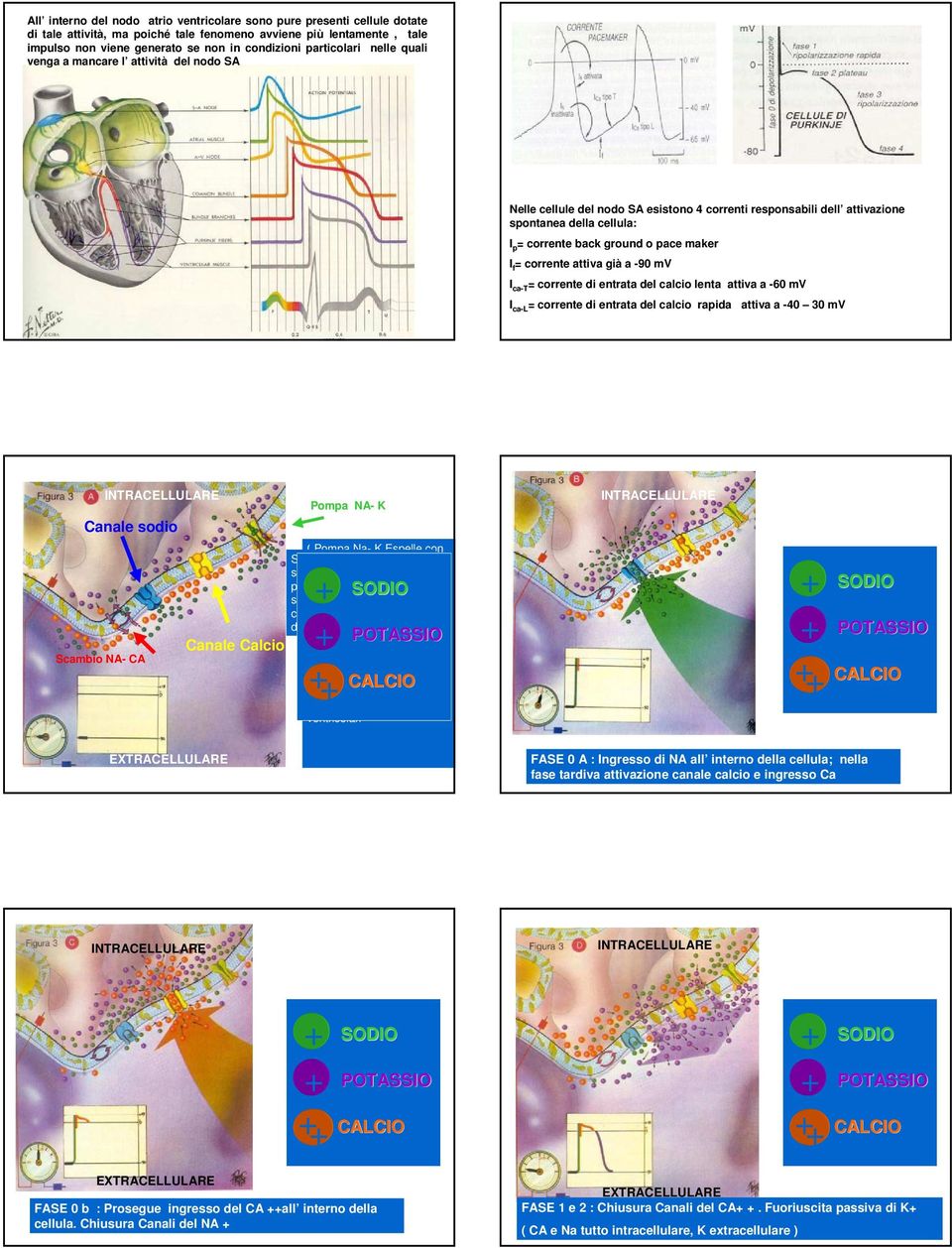 pace maker I f = corrente attiva già a -90 mv I ca-t = corrente di entrata del calcio lenta attiva a -60 mv I ca-l = corrente di entrata del calcio rapida attiva a -40 30 mv INTRACELLULARE Canale