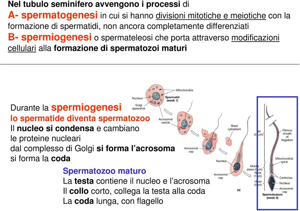 Durante la spermiogenesi lo spermatide diventa spermatozoo Il nucleo si condensa e cambiano le proteine nucleari dal complesso di Golgi si forma l