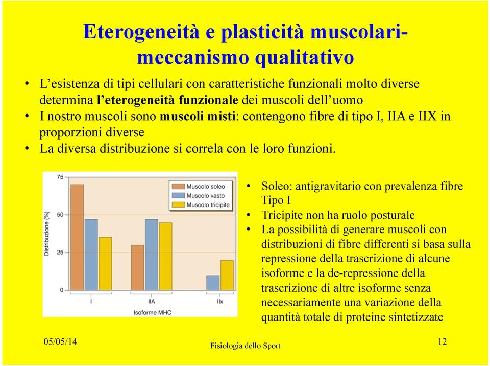 Soleo: antigravitario con prevalenza fibre Tipo I Tricipite non ha ruolo posturale La possibilità di generare muscoli con distribuzioni di fibre differenti si basa sulla repressione