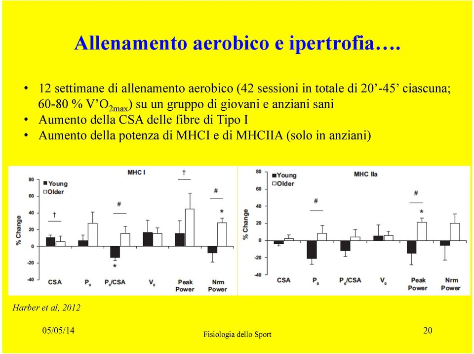 60-80 % V O 2max ) su un gruppo di giovani e anziani sani Aumento della CSA delle