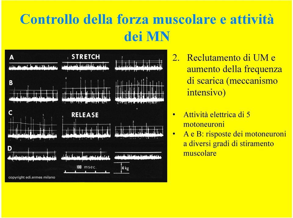 (meccanismo intensivo) Attività elettrica di 5 motoneuroni