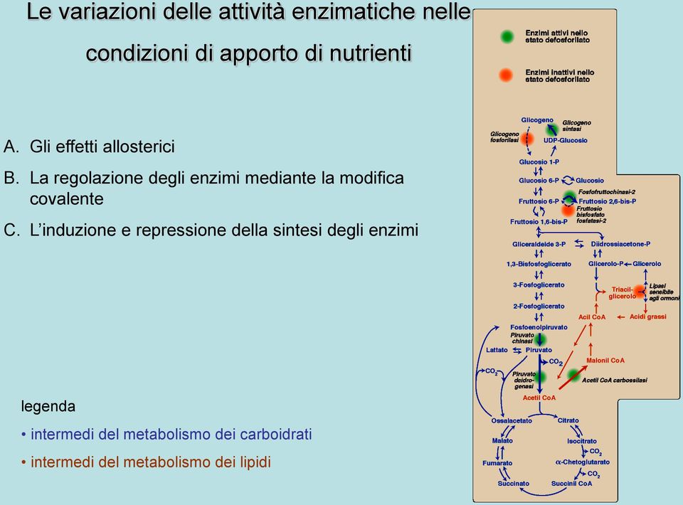 La regolazione degli enzimi mediante la modifica covalente C.