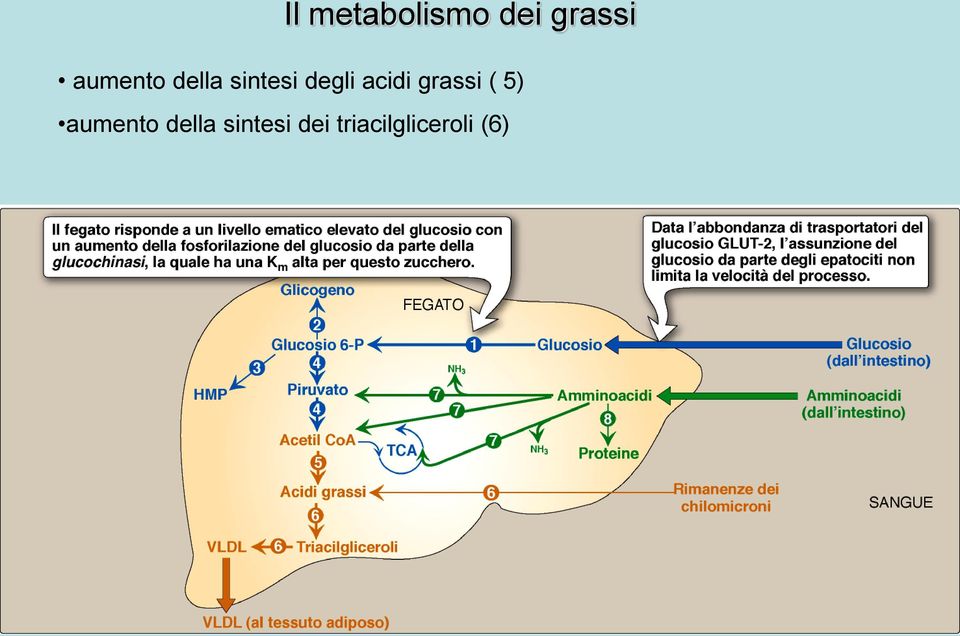 acidi grassi ( 5) aumento
