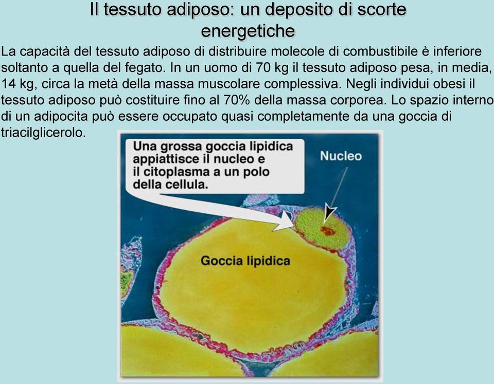 In un uomo di 70 kg il tessuto adiposo pesa, in media, 14 kg, circa la metà della massa muscolare complessiva.