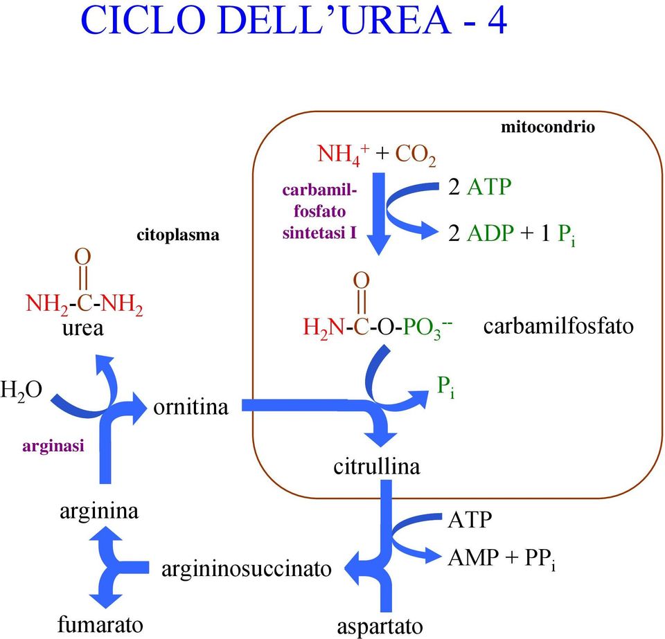 i carbamilfosfato ornitina P i arginasi citrullina