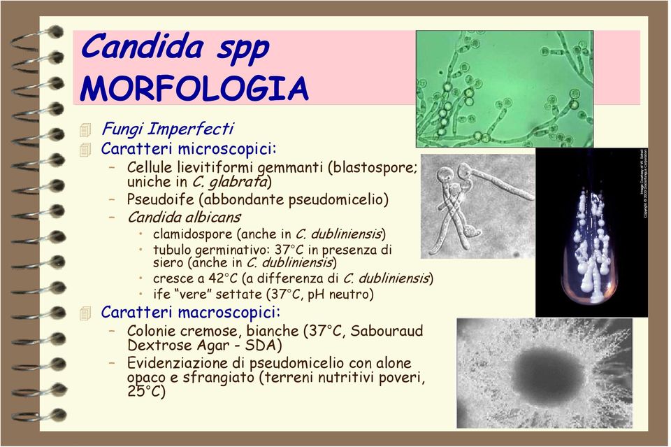 dubliniensis) tubulo germinativo: 37 C in presenza di siero (anche in C. dubliniensis) cresce a 42 C (a differenza di C.