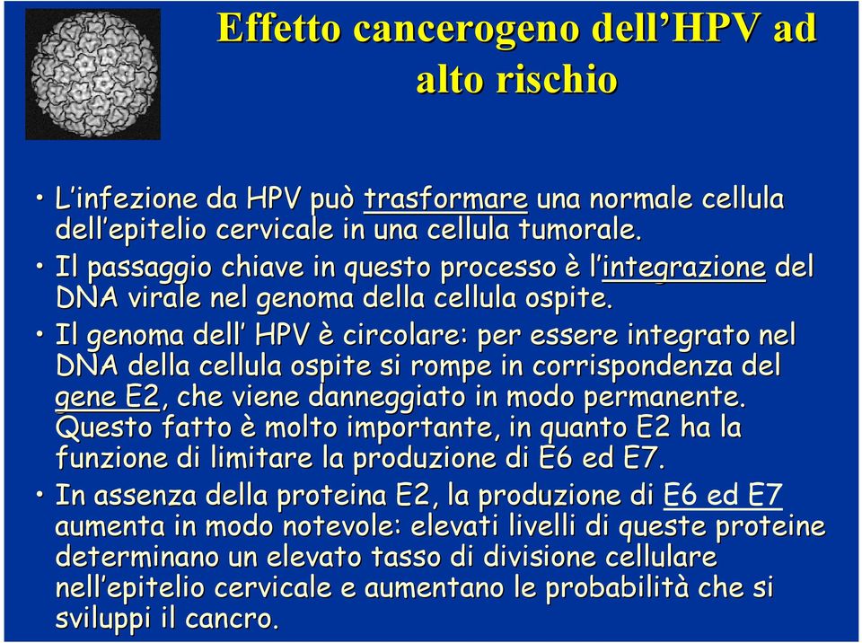 Il genoma dell HPV è circolare: per essere integrato nel DNA della cellula ospite si rompe in corrispondenza del gene E2,, che viene danneggiato in modo permanente.