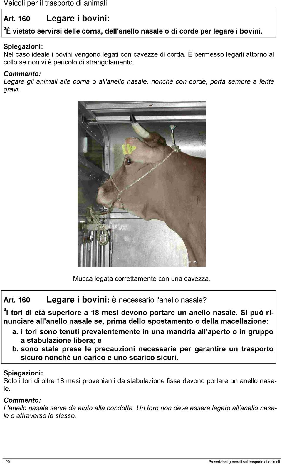 Legare gli animali alle corna o all'anello nasale, nonché con corde, porta sempre a ferite gravi. Mucca legata correttamente con una cavezza. Art. 160 Legare i bovini: è necessario l'anello nasale?