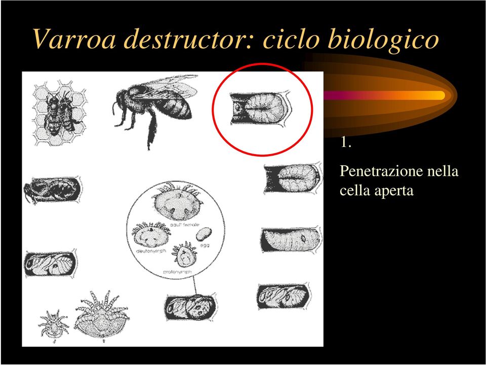 biologico 1.