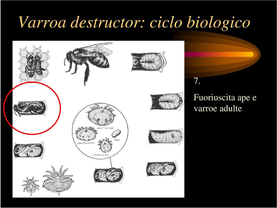 biologico 7.