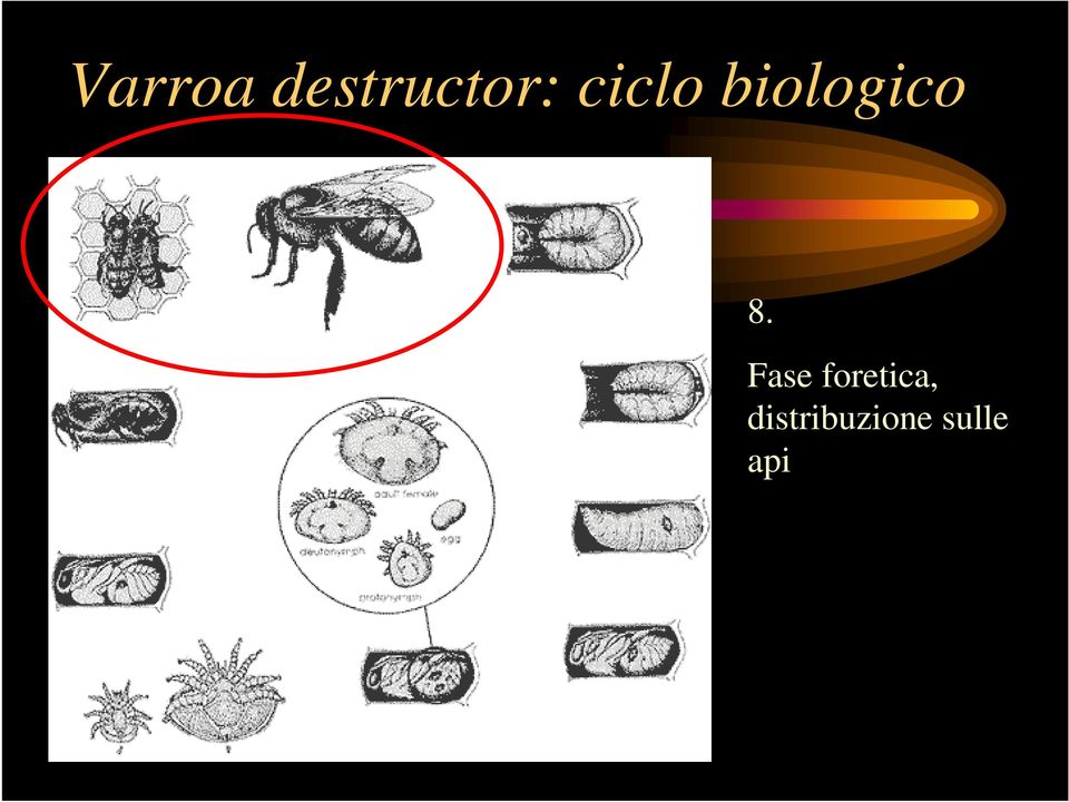 Fase foretica,