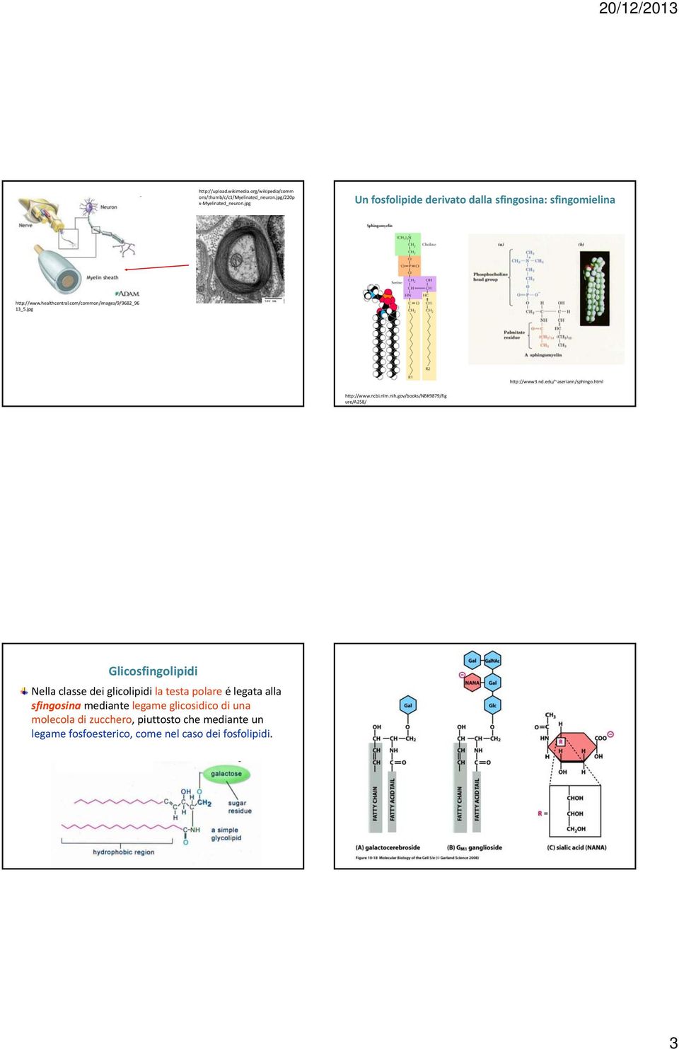 edu/~aseriann/sphingo.html http://www.ncbi.nlm.nih.