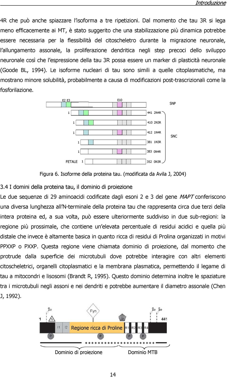 neuronale, l allungamento assonale, la proliferazione dendritica negli step precoci dello sviluppo neuronale così che l espressione della tau 3R possa essere un marker di plasticità neuronale (Goode