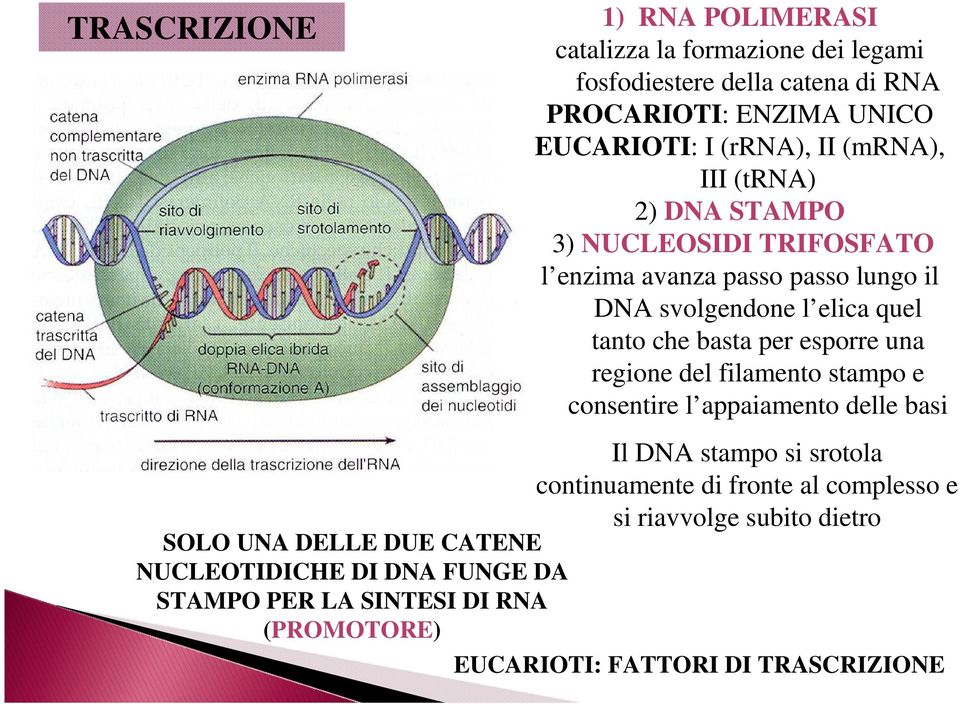 NUCLEOSIDI TRIFOSFATO l enzima avanza passo passo lungo il DNA svolgendone l elica quel tanto che basta per esporre una regione del filamento stampo