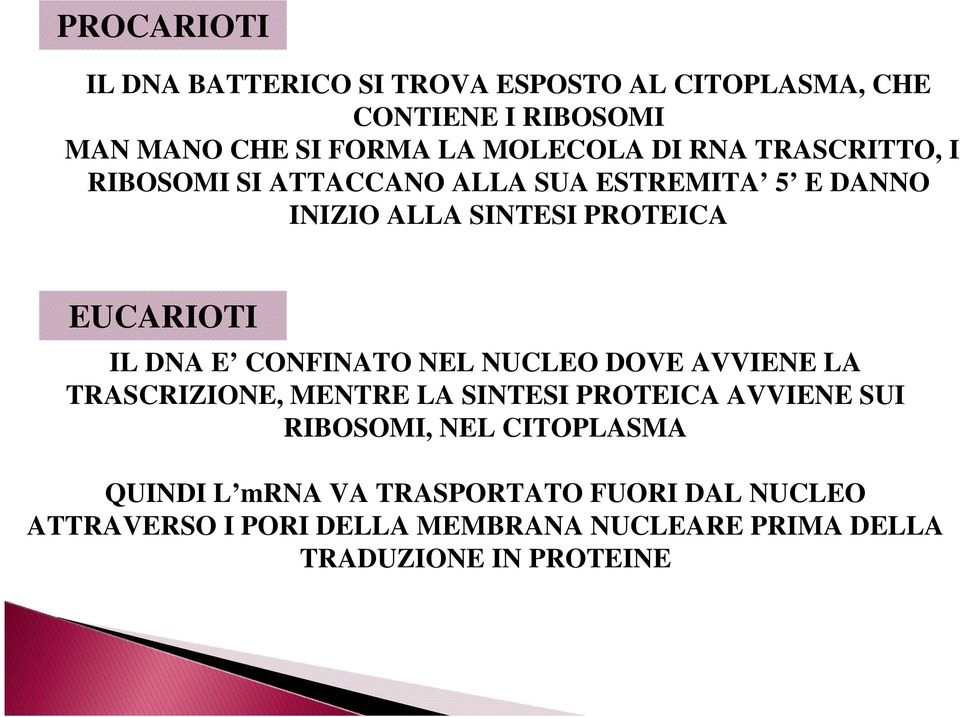 E CONFINATO NEL NUCLEO DOVE AVVIENE LA TRASCRIZIONE, MENTRE LA SINTESI PROTEICA AVVIENE SUI RIBOSOMI, NEL CITOPLASMA