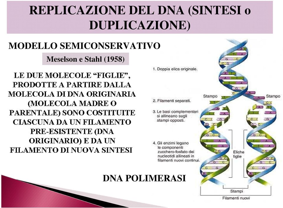 MODELLO SEMICONSERVATIVO