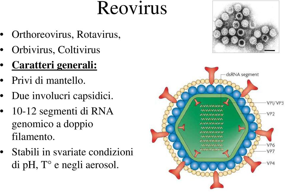 Due involucri capsidici.