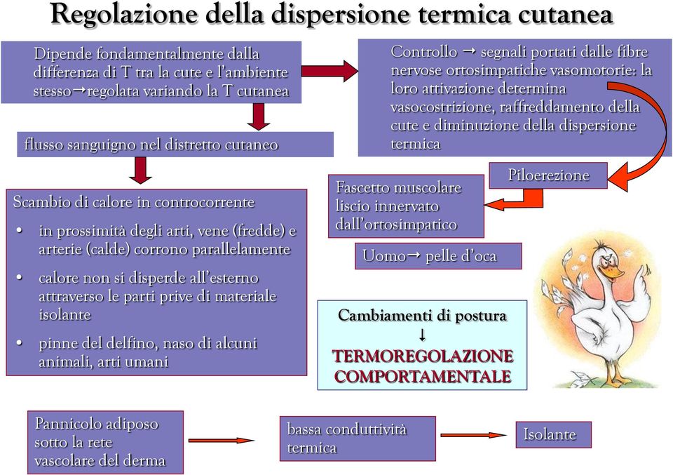 pinne del delfino, naso di alcuni animali, arti umani Controllo segnali portati dalle fibre nervose ortosimpatiche vasomotorie: la loro attivazione determina vasocostrizione, raffreddamento della