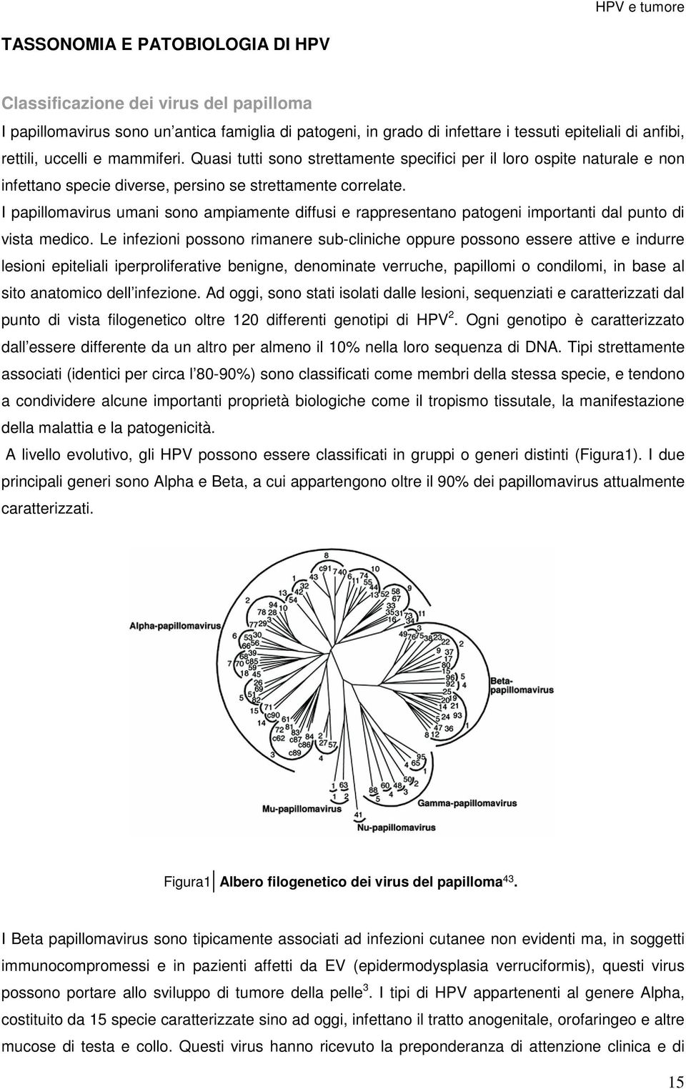 I papillomavirus umani sono ampiamente diffusi e rappresentano patogeni importanti dal punto di vista medico.